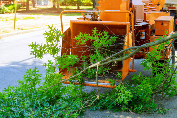 Best Hazardous Tree Removal  in Omro, WI